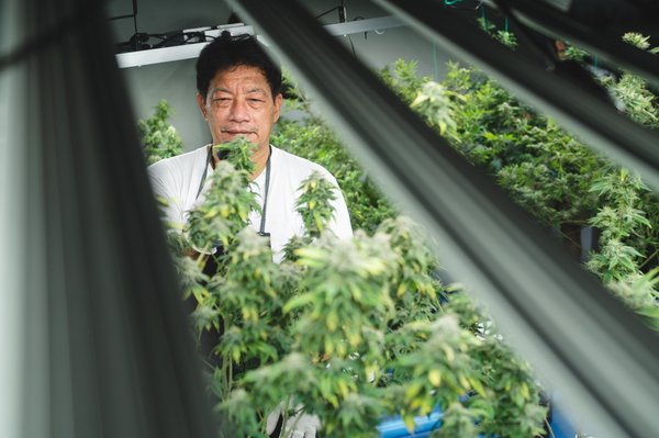 Okiweed review: assessing quality and transparency in cannabis